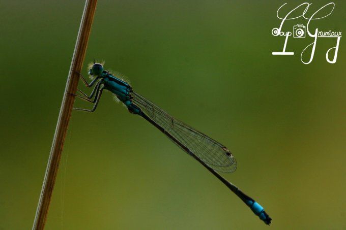 Agrion élégant