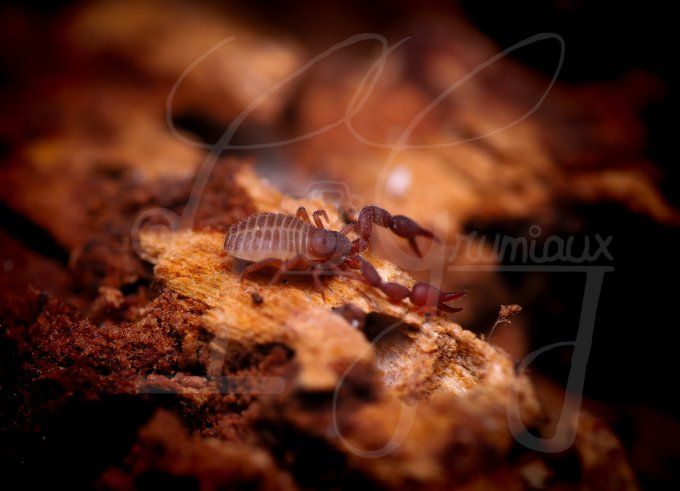 Pseudoscorpion