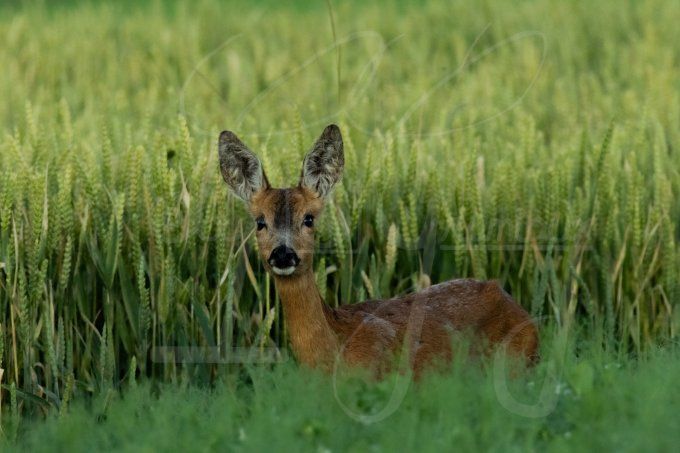 Chevrillard dans le blé