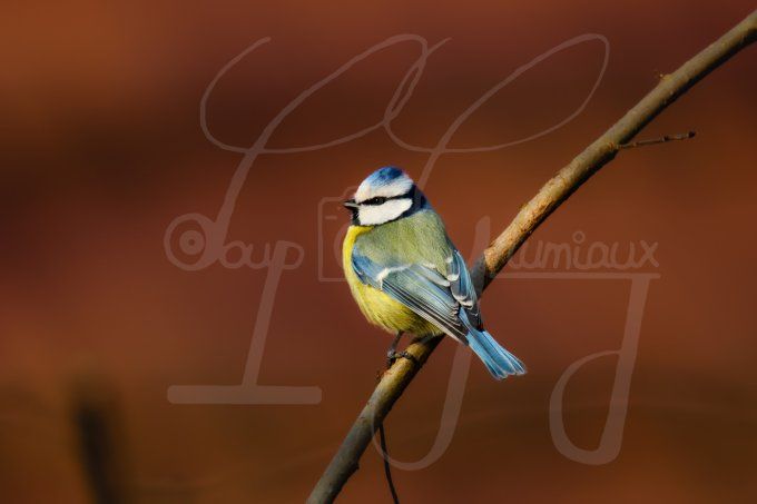 Dans la lumière des projecteurs