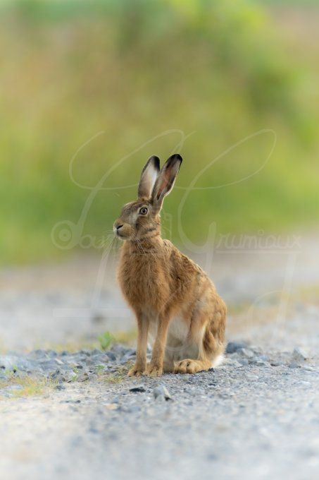 Rien ne sert de Courir...