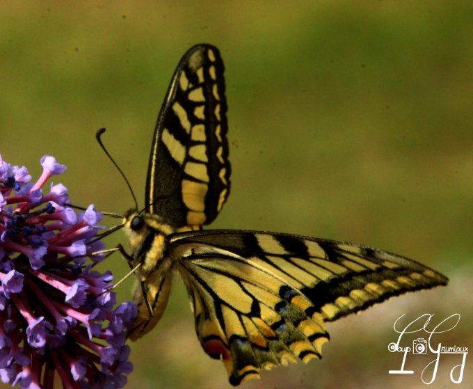 Machaon