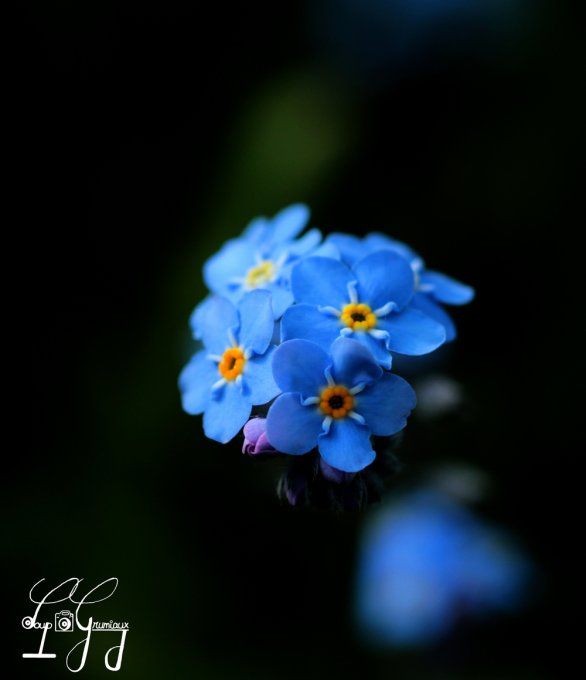 Myosotis
