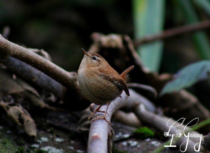 Troglodytes mignon
