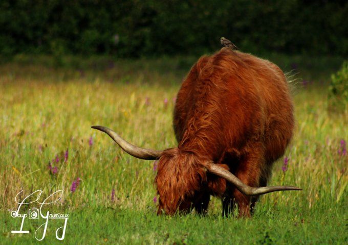 Vache highland