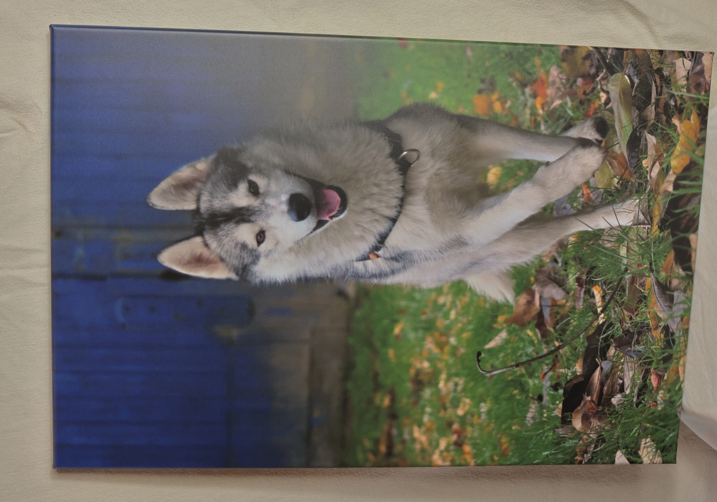 Chien