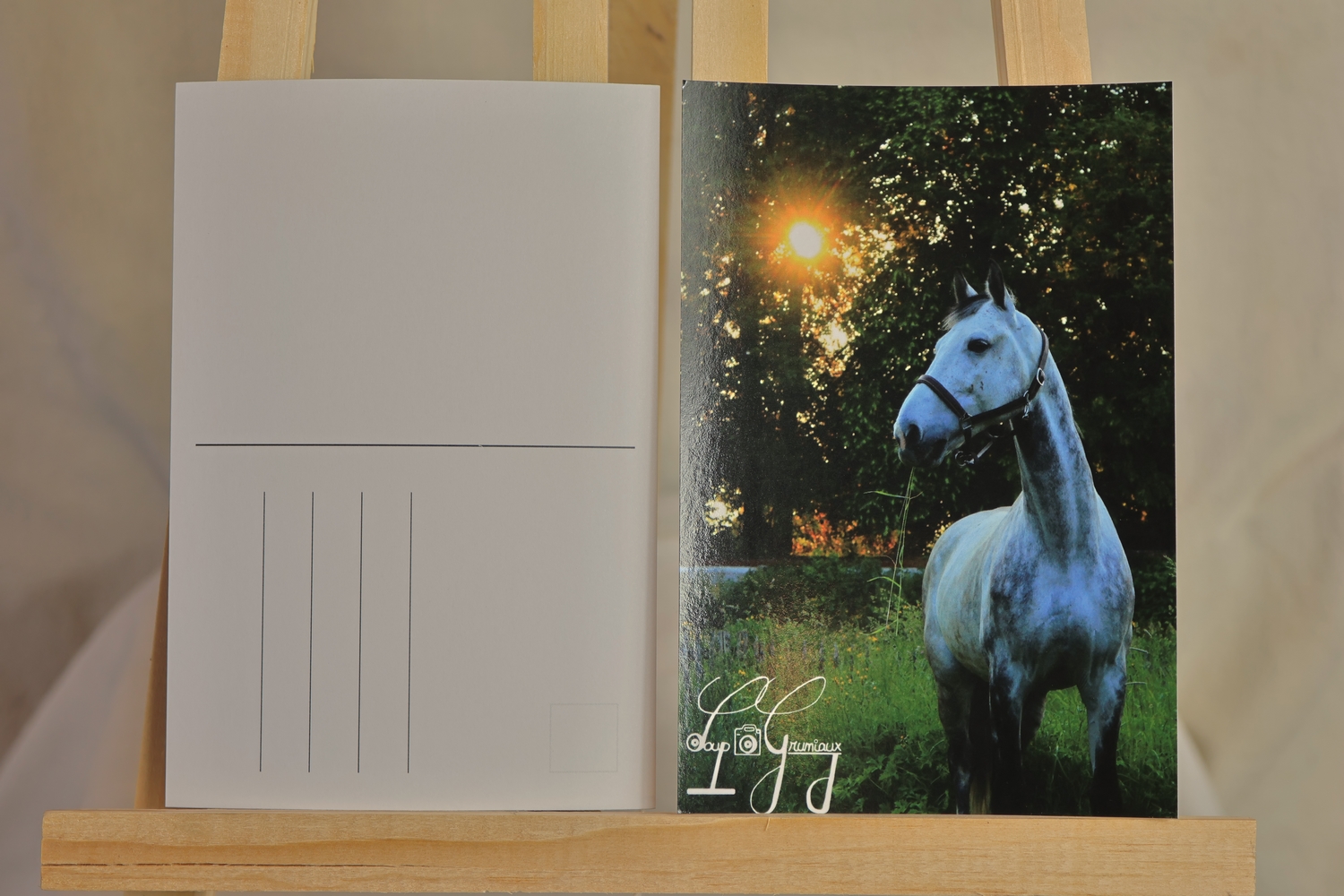 Cheval carte postale